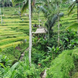 Rice_Fields_Of_Bali